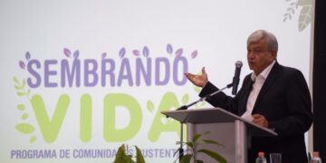 Comienza pago doble de Sembrando Vida junio 2024